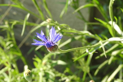 cornflower  a flower of the field  blue