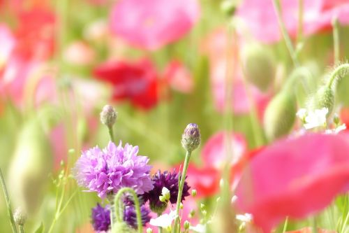 cornflower flowers purple