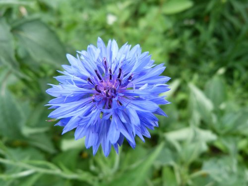 cornflower  perennial  garden