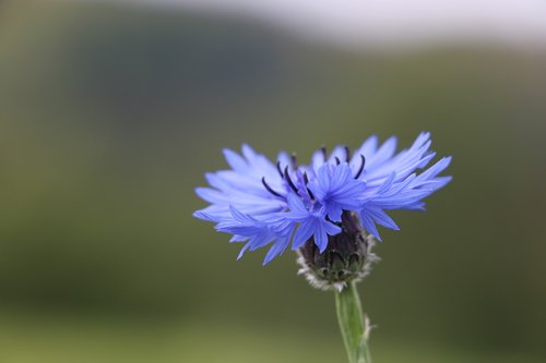 cornflower  meadow  blue