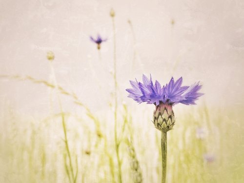cornflower  shallow depth of field  muted colors