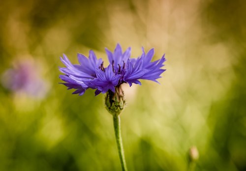 cornflower  bluebottle  flower