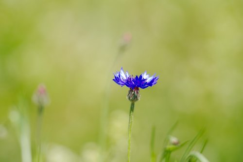 cornflower  flower  spring