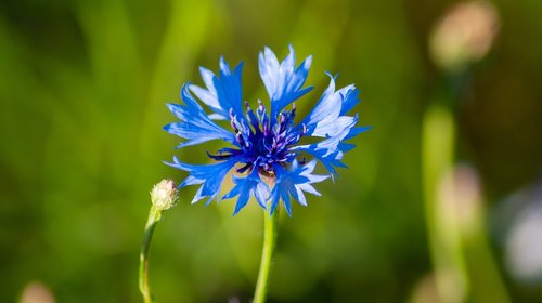 cornflower  meadow  flower