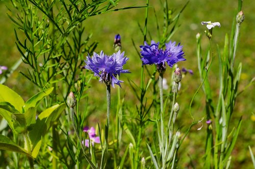 cornflower  pointed flower  meadow