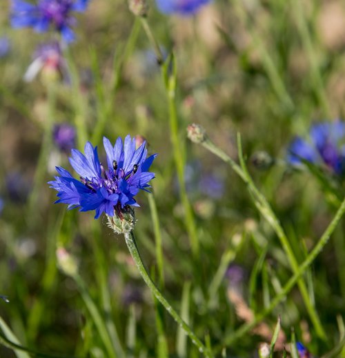 cornflower  flower  plant