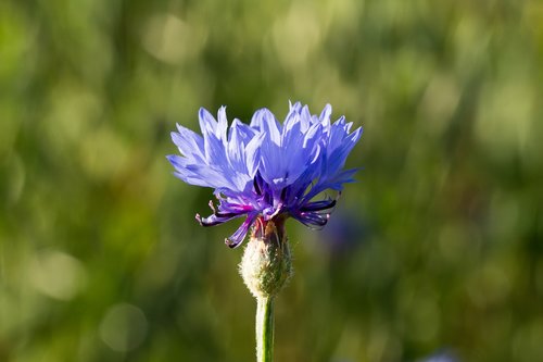 cornflower  nature  flower