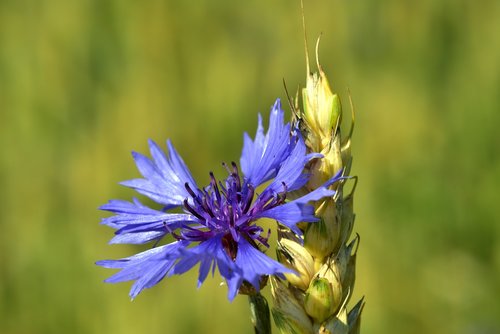 cornflower  wheat  summer