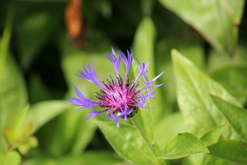 cornflower  wildflowers  blue