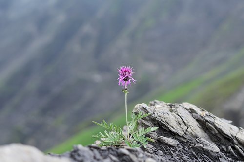 cornflower  alpine  mountains