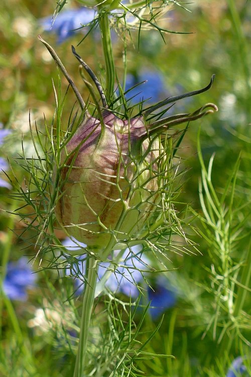 cornflower  flower  button