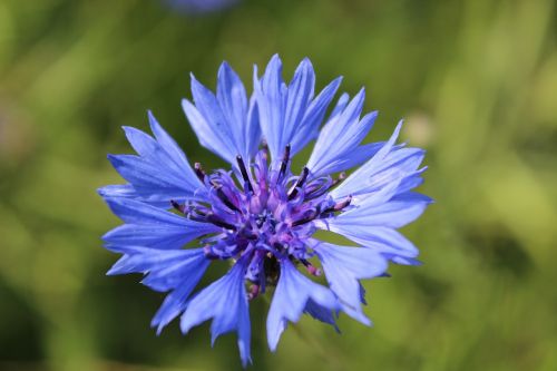 cornflower blue flower pointed flower