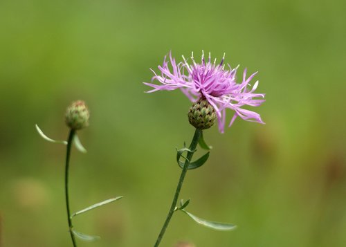cornflower  meadow  pink