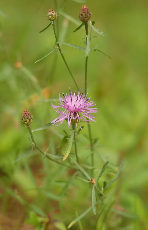 cornflower  meadow  pink