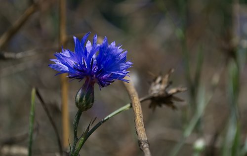 cornflower  blue  flower