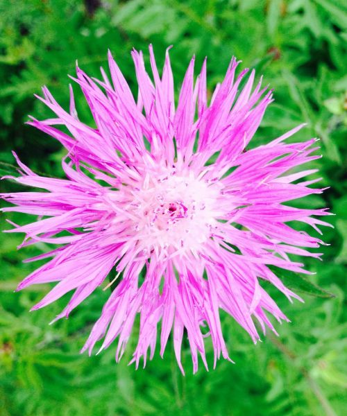 cornflower purple flower