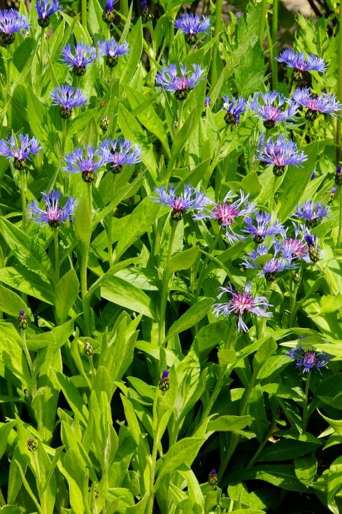 cornflower flowerbed blue flowers