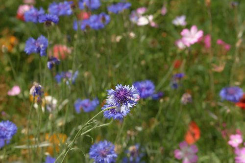 cornflower  blue  flower meadow