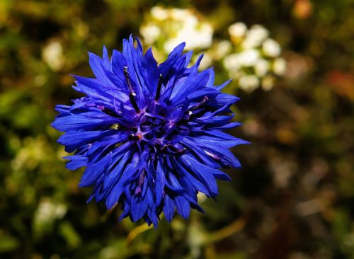 cornflower blossom bloom