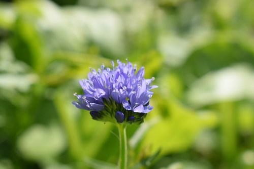 cornflower  blue  nature