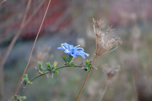 cornflower  blue  intybus chicory