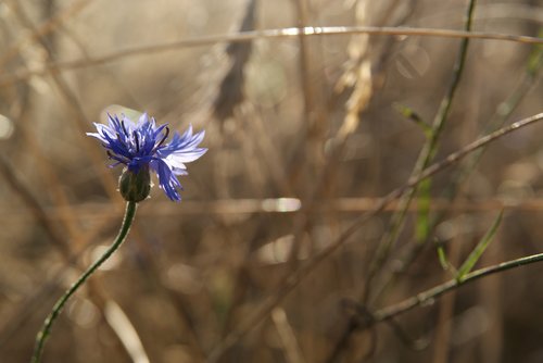 cornflower  blue flower  flower