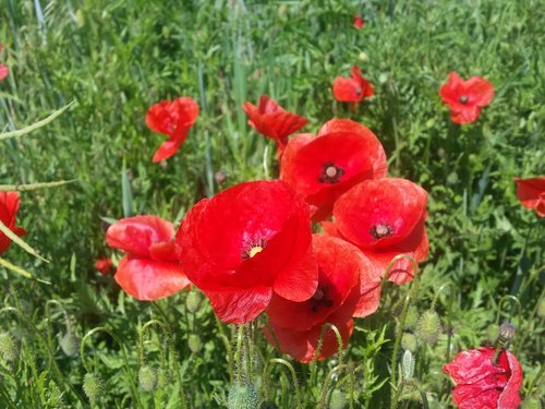 cornflower  klatschmohn  poppy