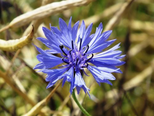 cornflower blue oilseed rape