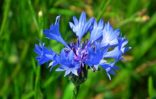 cornflower  meadow  blue