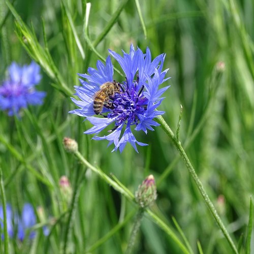 cornflower  bluebottle  bee