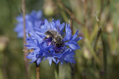 cornflower bee blue