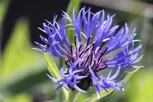cornflower  cyanus segetum  blue