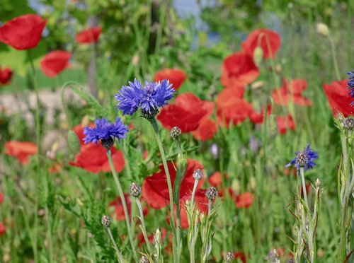 cornflower  blossom  bloom