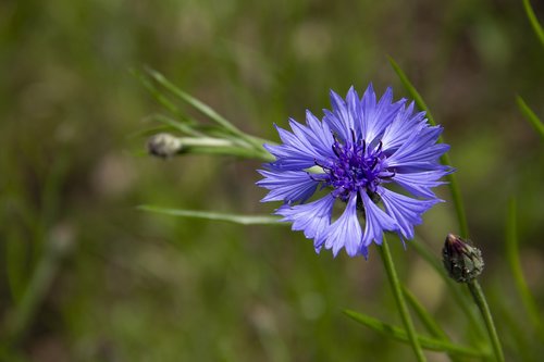 cornflower  flower  blue