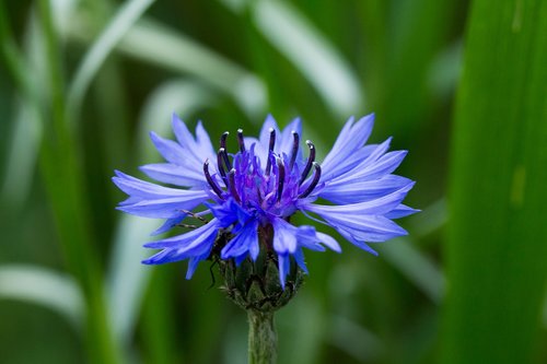 cornflower  centaurea  blue