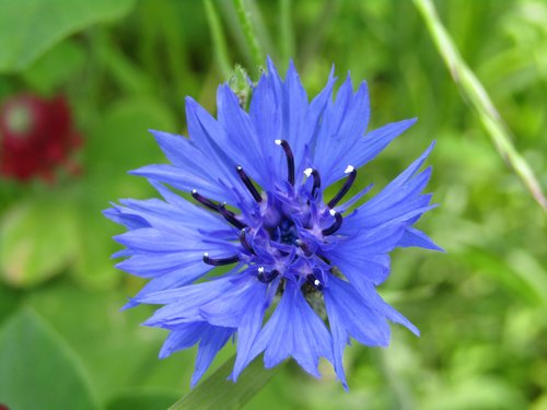 cornflower  blue  wild flower