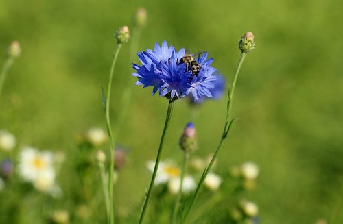 cornflower  wildflowers  blue