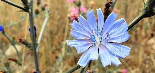 cornflower  bluebottle  blue