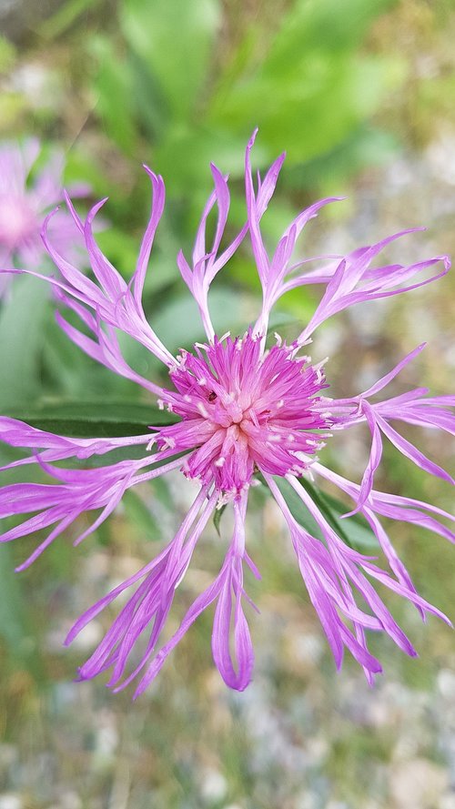 cornflower  flower  pink