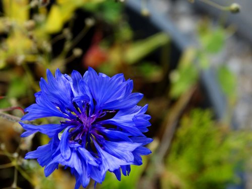 cornflower  flower  summer