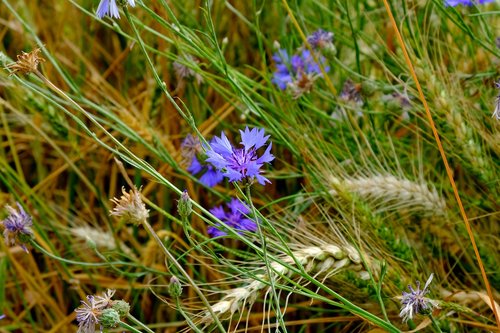 cornflower  flower  meadow