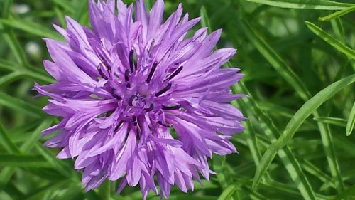 cornflower purple flower