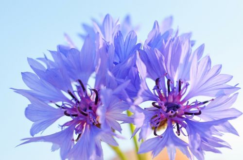 cornflower blue violet
