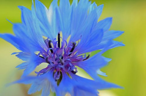 cornflower blue violet