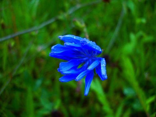 cornflower meadow wild flowers