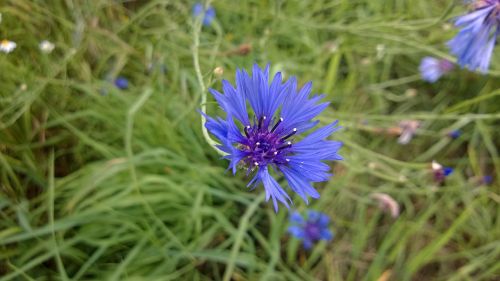 cornflower purple blue