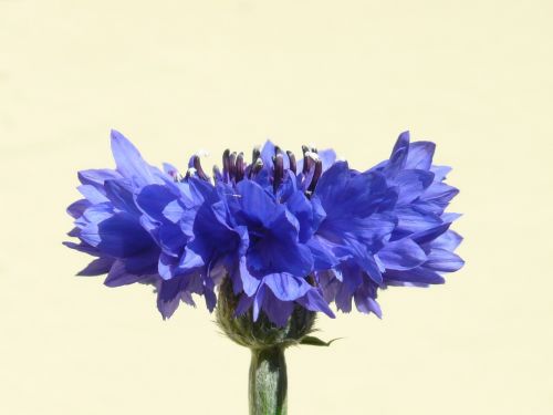 cornflower blue flower