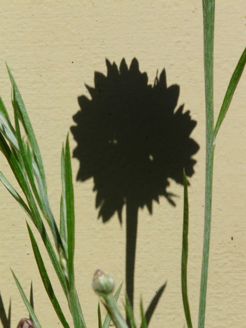 cornflower hispanic shadow