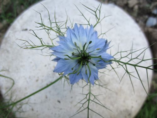 cornflower blue garden