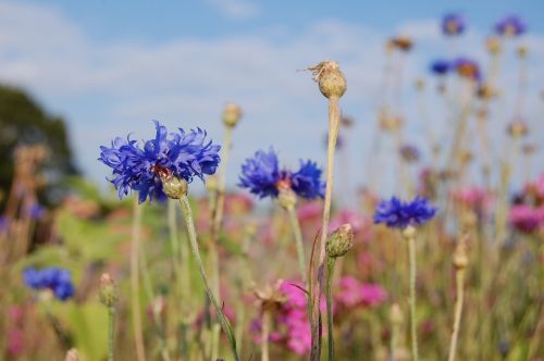 cornflower cornflowers blue